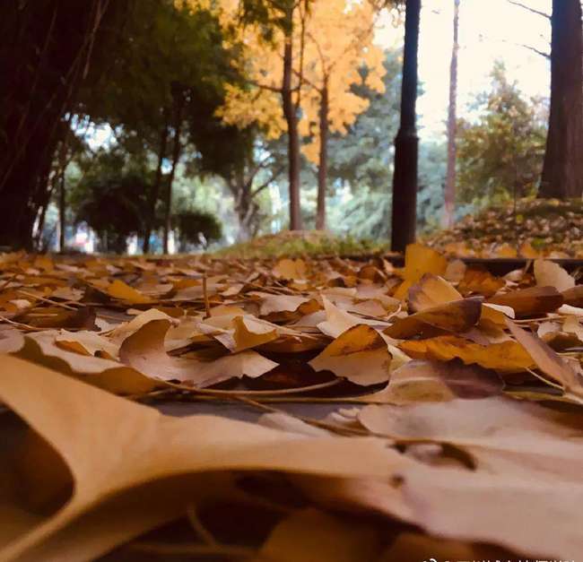 五月花普高班|四川五月花技師學院2026普高升學班招生簡章|報考指南